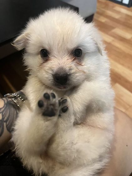 สปิช 2 เดือน เพศผู้ รูปที่ 4