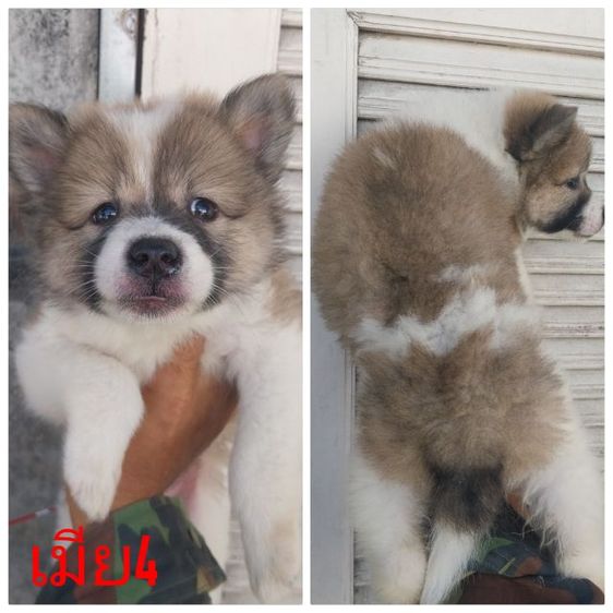 ขายบางแก้วแท้ เพศเมียทำวัคซีนให้พร้อมใบเพ็คส่งฟรักทม,ปริมณฑล รูปที่ 2