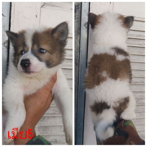 ขายบางแก้วแท้ เพศเมียทำวัคซีนให้พร้อมใบเพ็คส่งฟรักทม,ปริมณฑล