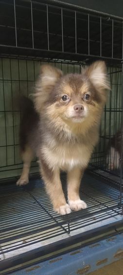 ปอมเมอเรเนียน (Pomeranian) กลาง ปอมหน้าฟ๊อก