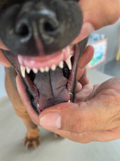 ไทยหลังอาน รูปที่ 6