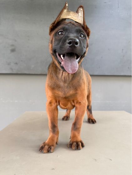 ไทยหลังอาน