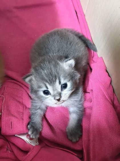 เปอร์เซีย (Persian) เปิดจองลูกแมวเปอร์เซียต้าวอ้วงช1ญ1