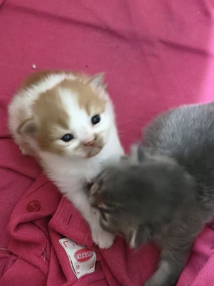 เปิดจองลูกแมวเปอร์เซียต้าวอ้วงช1ญ1 รูปที่ 2