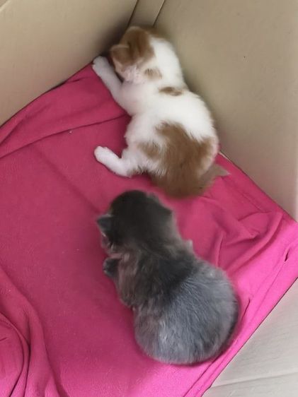 เปิดจองลูกแมวเปอร์เซียต้าวอ้วงช1ญ1 รูปที่ 4