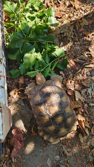 เต่าซูคาต้า ตัวผู้ สองตัว สอบถามทักแชตได้ค่ะ ตัวใหญ่มากค่ะ กินเก่ง สุขภาพดี เดินทั้งวันค่ะ ไม่มีโรคค่ะ ตัวใหย่ลำตัวยาว 17-18 นิ้ว ลำตัวกว้าง รูปที่ 4