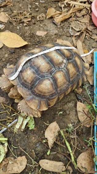 เต่าซูคาต้า ตัวผู้ สองตัว สอบถามทักแชตได้ค่ะ ตัวใหญ่มากค่ะ กินเก่ง สุขภาพดี เดินทั้งวันค่ะ ไม่มีโรคค่ะ ตัวใหย่ลำตัวยาว 17-18 นิ้ว ลำตัวกว้าง รูปที่ 16