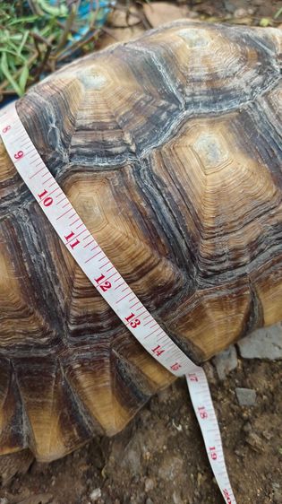 เต่าซูคาต้า ตัวผู้ สองตัว สอบถามทักแชตได้ค่ะ ตัวใหญ่มากค่ะ กินเก่ง สุขภาพดี เดินทั้งวันค่ะ ไม่มีโรคค่ะ ตัวใหย่ลำตัวยาว 17-18 นิ้ว ลำตัวกว้าง รูปที่ 7