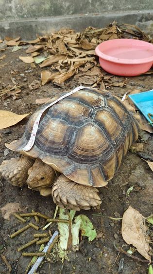 เต่าซูคาต้า ตัวผู้ สองตัว สอบถามทักแชตได้ค่ะ ตัวใหญ่มากค่ะ กินเก่ง สุขภาพดี เดินทั้งวันค่ะ ไม่มีโรคค่ะ ตัวใหย่ลำตัวยาว 17-18 นิ้ว ลำตัวกว้าง รูปที่ 11