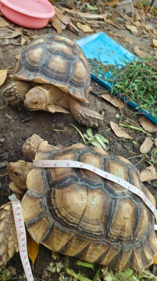 เต่าซูคาต้า ตัวผู้ สองตัว สอบถามทักแชตได้ค่ะ ตัวใหญ่มากค่ะ กินเก่ง สุขภาพดี เดินทั้งวันค่ะ ไม่มีโรคค่ะ ตัวใหย่ลำตัวยาว 17-18 นิ้ว ลำตัวกว้าง รูปที่ 8