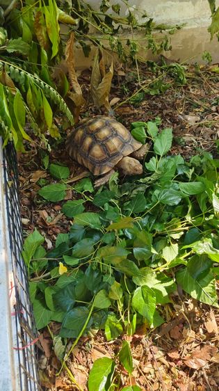 เต่าซูคาต้า ตัวผู้ สองตัว สอบถามทักแชตได้ค่ะ ตัวใหญ่มากค่ะ กินเก่ง สุขภาพดี เดินทั้งวันค่ะ ไม่มีโรคค่ะ ตัวใหย่ลำตัวยาว 17-18 นิ้ว ลำตัวกว้าง รูปที่ 5