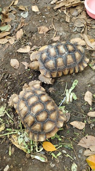 เต่าซูคาต้า ตัวผู้ สองตัว สอบถามทักแชตได้ค่ะ ตัวใหญ่มากค่ะ กินเก่ง สุขภาพดี เดินทั้งวันค่ะ ไม่มีโรคค่ะ ตัวใหย่ลำตัวยาว 17-18 นิ้ว ลำตัวกว้าง รูปที่ 15