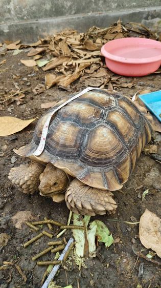 เต่าซูคาต้า ตัวผู้ สองตัว สอบถามทักแชตได้ค่ะ ตัวใหญ่มากค่ะ กินเก่ง สุขภาพดี เดินทั้งวันค่ะ ไม่มีโรคค่ะ ตัวใหย่ลำตัวยาว 17-18 นิ้ว ลำตัวกว้าง รูปที่ 18