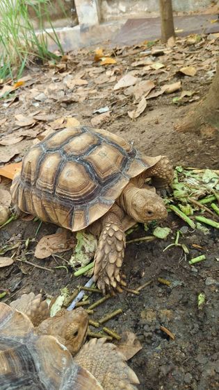 เต่าซูคาต้า ตัวผู้ สองตัว สอบถามทักแชตได้ค่ะ ตัวใหญ่มากค่ะ กินเก่ง สุขภาพดี เดินทั้งวันค่ะ ไม่มีโรคค่ะ ตัวใหย่ลำตัวยาว 17-18 นิ้ว ลำตัวกว้าง รูปที่ 10