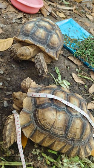 เต่าซูคาต้า ตัวผู้ สองตัว สอบถามทักแชตได้ค่ะ ตัวใหญ่มากค่ะ กินเก่ง สุขภาพดี เดินทั้งวันค่ะ ไม่มีโรคค่ะ ตัวใหย่ลำตัวยาว 17-18 นิ้ว ลำตัวกว้าง