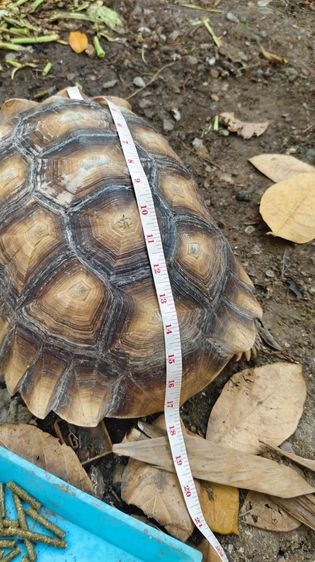 เต่าซูคาต้า ตัวผู้ สองตัว สอบถามทักแชตได้ค่ะ ตัวใหญ่มากค่ะ กินเก่ง สุขภาพดี เดินทั้งวันค่ะ ไม่มีโรคค่ะ ตัวใหย่ลำตัวยาว 17-18 นิ้ว ลำตัวกว้าง รูปที่ 13