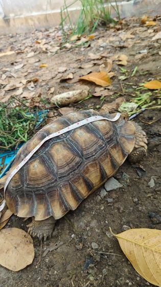 เต่าซูคาต้า ตัวผู้ สองตัว สอบถามทักแชตได้ค่ะ ตัวใหญ่มากค่ะ กินเก่ง สุขภาพดี เดินทั้งวันค่ะ ไม่มีโรคค่ะ ตัวใหย่ลำตัวยาว 17-18 นิ้ว ลำตัวกว้าง รูปที่ 6