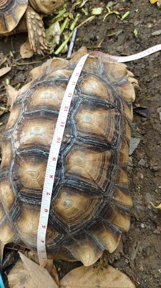 เต่าซูคาต้า ตัวผู้ สองตัว สอบถามทักแชตได้ค่ะ ตัวใหญ่มากค่ะ กินเก่ง สุขภาพดี เดินทั้งวันค่ะ ไม่มีโรคค่ะ ตัวใหย่ลำตัวยาว 17-18 นิ้ว ลำตัวกว้าง รูปที่ 12