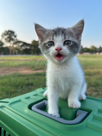 น้องแมวสก็อตติส รูปที่ 3