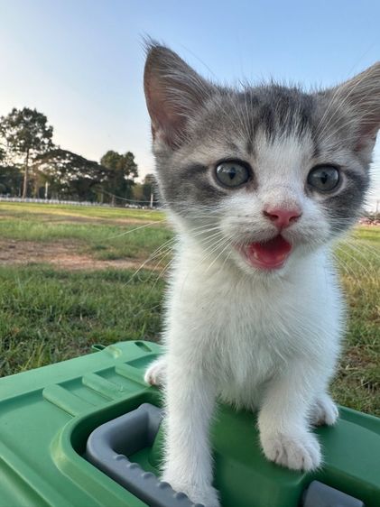 น้องแมวสก็อตติส รูปที่ 6