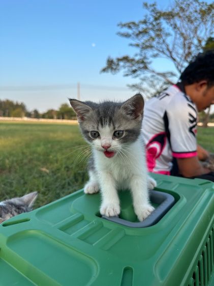 น้องแมวสก็อตติส รูปที่ 4