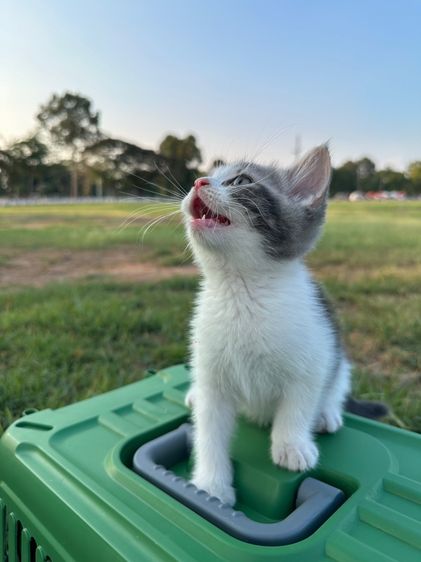 น้องแมวสก็อตติส รูปที่ 7