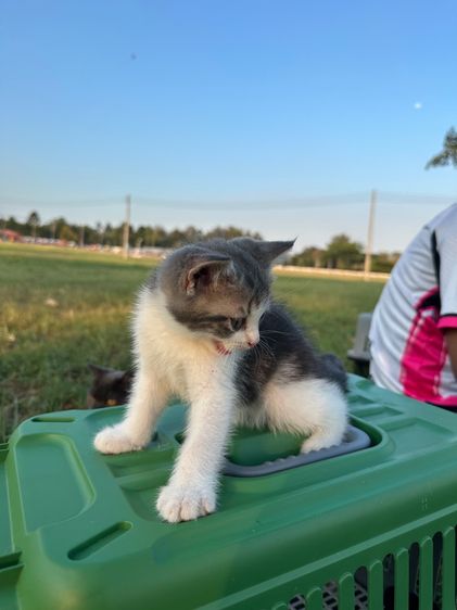 น้องแมวสก็อตติส รูปที่ 5