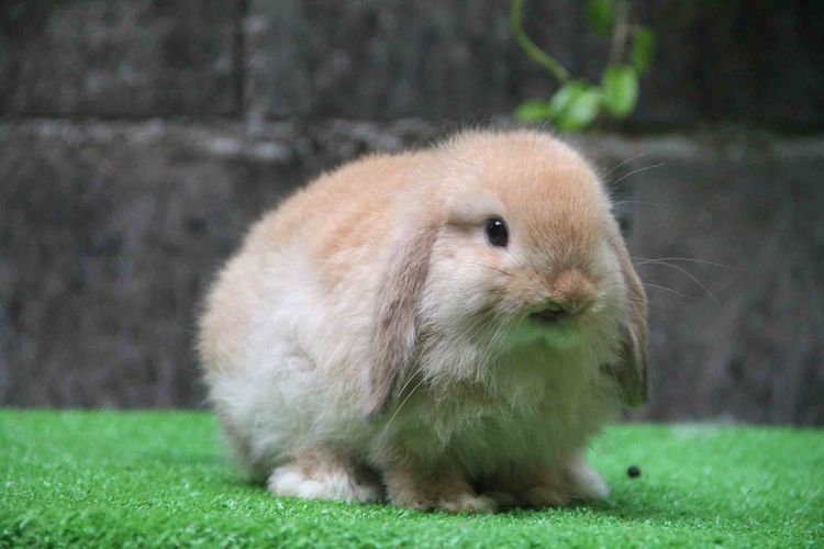 กระต่ายฮอลแลนด์ลอปแท้ เพศชาย 600 บาท