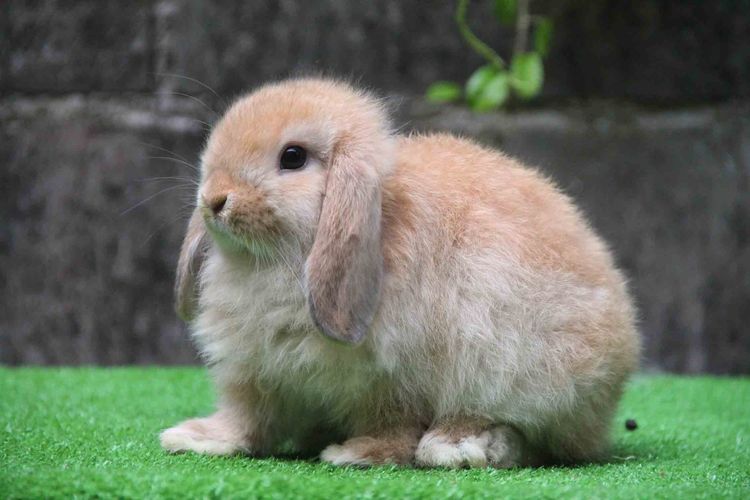 กระต่ายฮอลแลนด์ลอปแท้ เพศชาย 600 บาท รูปที่ 3