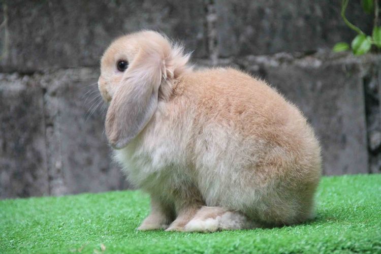 กระต่ายฮอลแลนด์ลอปแท้ เพศชาย 600 บาท รูปที่ 2