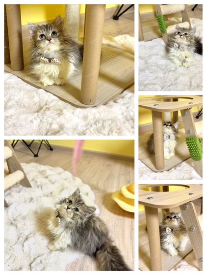 มันช์กิ้น (Munchkin) มันช์กิันชาย