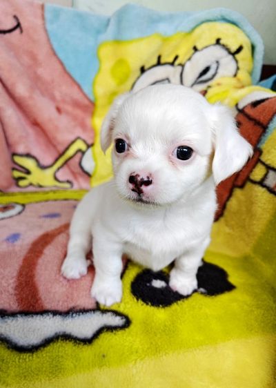 ชิวาวาผสม ผู้ชาย อายุ 1 เดือน 13 วัน