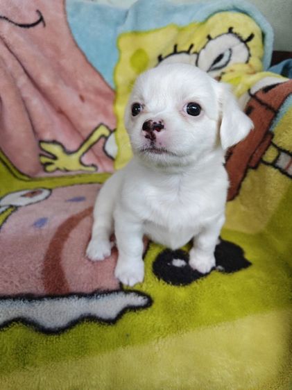 ชิวาวาผสม ผู้ชาย อายุ 1 เดือน 13 วัน รูปที่ 2