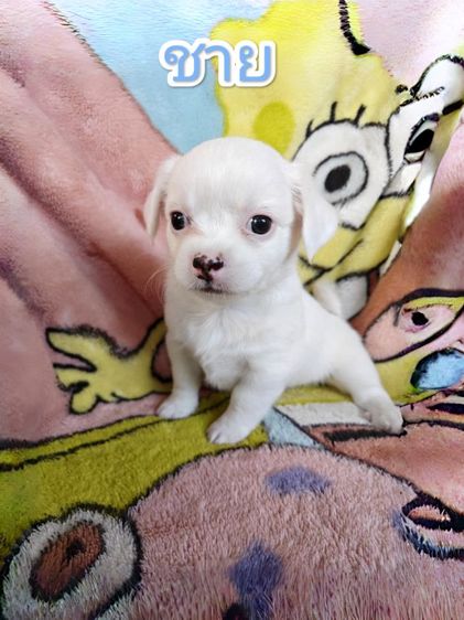 ชิวาวาผสม ผู้ชาย อายุ 1 เดือน 13 วัน รูปที่ 4