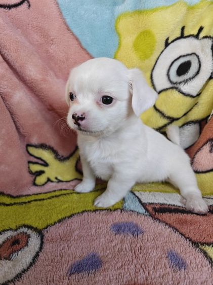 ชิวาวาผสม ผู้ชาย อายุ 1 เดือน 13 วัน รูปที่ 5