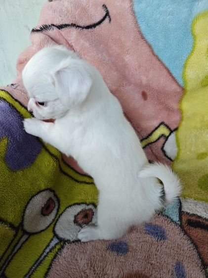 ชิวาวาผสม ผู้ชาย อายุ 1 เดือน 13 วัน รูปที่ 3