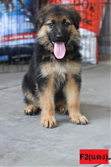 ลูกสุนัขเยอรมันเชพเพิร์ด เพศเมีย รูปที่ 4