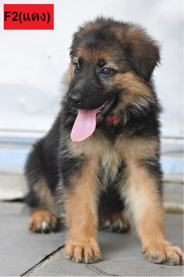 ลูกสุนัขเยอรมันเชพเพิร์ด เพศเมีย รูปที่ 3