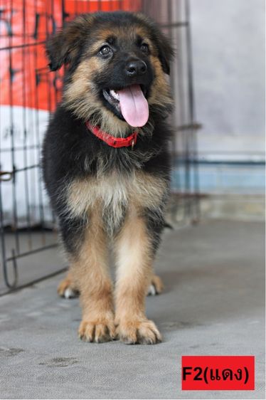 ลูกสุนัขเยอรมันเชพเพิร์ด เพศเมีย รูปที่ 2