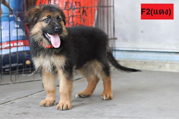 เยอรมันเชพเพิร์ด (German Shepherd) ใหญ่ ลูกสุนัขเยอรมันเชพเพิร์ด เพศเมีย
