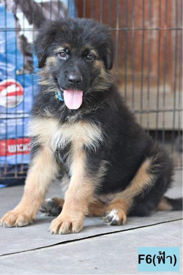 ลูกสุนัขเยอรมันเชพเพิร์ด เพศเมีย รูปที่ 4