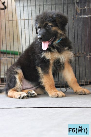 เยอรมันเชพเพิร์ด (German Shepherd) ใหญ่ ลูกสุนัขเยอรมันเชพเพิร์ด เพศเมีย