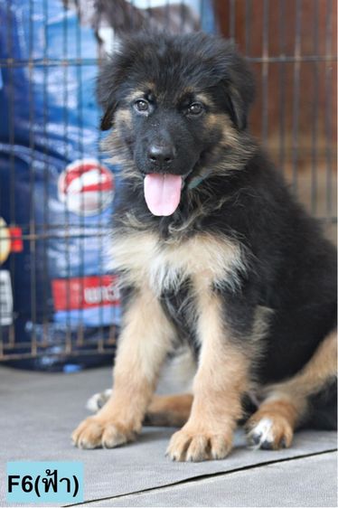 ลูกสุนัขเยอรมันเชพเพิร์ด เพศเมีย รูปที่ 3
