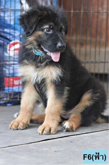 ลูกสุนัขเยอรมันเชพเพิร์ด เพศเมีย รูปที่ 2