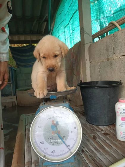 ขายเหมาลูกสุนัขลาบาดอผู้4เมีย3อายุ40วันตัวละ2700 รูปที่ 4