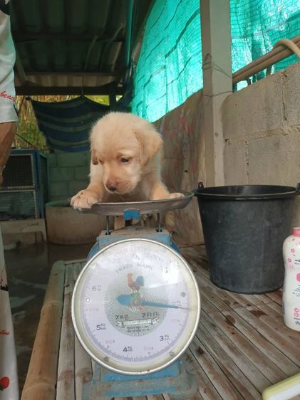 ขายเหมาลูกสุนัขลาบาดอผู้4เมีย3อายุ40วันตัวละ2700 รูปที่ 7