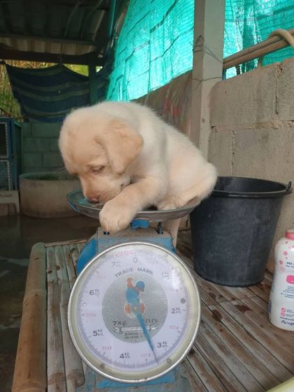 ขายเหมาลูกสุนัขลาบาดอผู้4เมีย3อายุ40วันตัวละ2700 รูปที่ 5