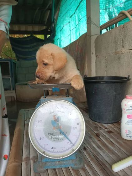 ขายเหมาลูกสุนัขลาบาดอผู้4เมีย3อายุ40วันตัวละ2700 รูปที่ 3