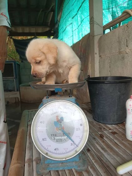 ขายเหมาลูกสุนัขลาบาดอผู้4เมีย3อายุ40วันตัวละ2700