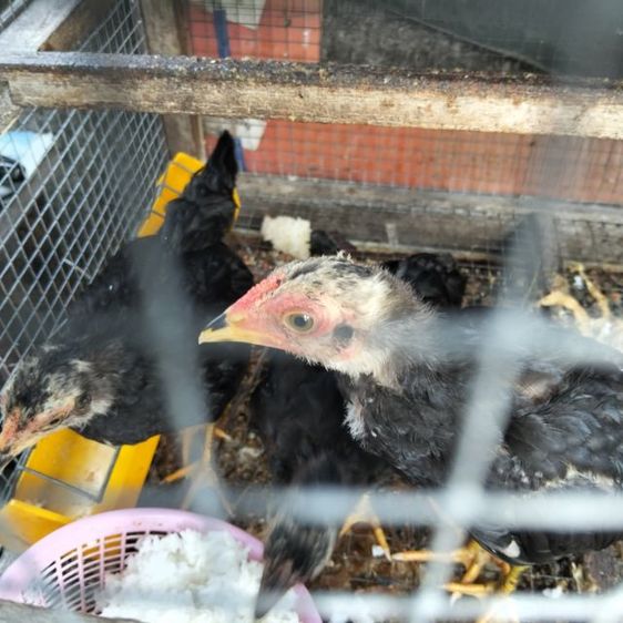 ไก่ป่าคู่800